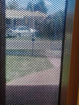 Privacy Security Doors 9 Clear Breeze Privacy Mesh Close Up Standing Inside The House Looking Out.